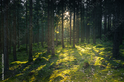 Fototapeta Naklejka Na Ścianę i Meble -  Light in a Swedish forest