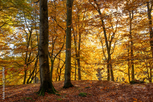 Fototapeta Naklejka Na Ścianę i Meble -  Autumn forest in Söderåsen nationalpark, Sweden