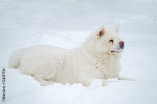 adult white Akita Inu dog lies on the snow