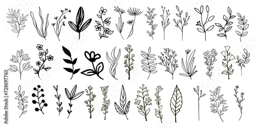 Line art floral elements. Outline foliage natural leaves herbs. Set hand-drawn flower botanical vector illustration.