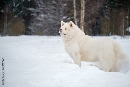 an adult white Akita Inu dog stands in the winter snow against the background of the forest