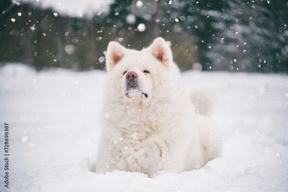 adult white Akita Inu dog lies on the winter snow
