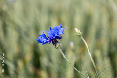 Blue cornflowers on a wheat field in the summer season.