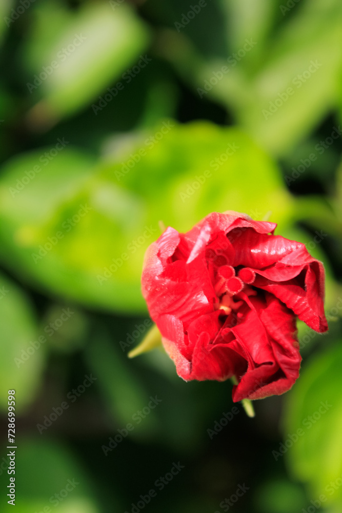 Close-up of red hibiscus, Hibiscus rosa-sinensis in the rural. Red wild flowers in the countryside. Flower and plant Close-up of red hibiscus, Hibiscus rosa-sinensis in the rural. Red wild flowers in the countryside. Flower and plant