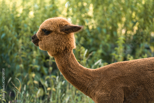 Cute brown baby alpaca standing, funny side summer portrait of animal on farm with green grass © Flash concept
