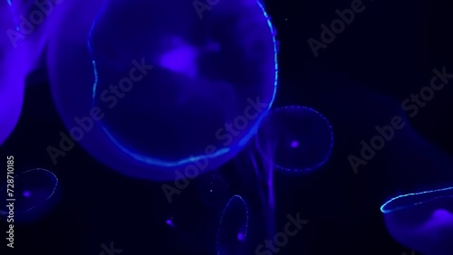 Owan kurage (crystal Jellyfish), 4K UHD photo