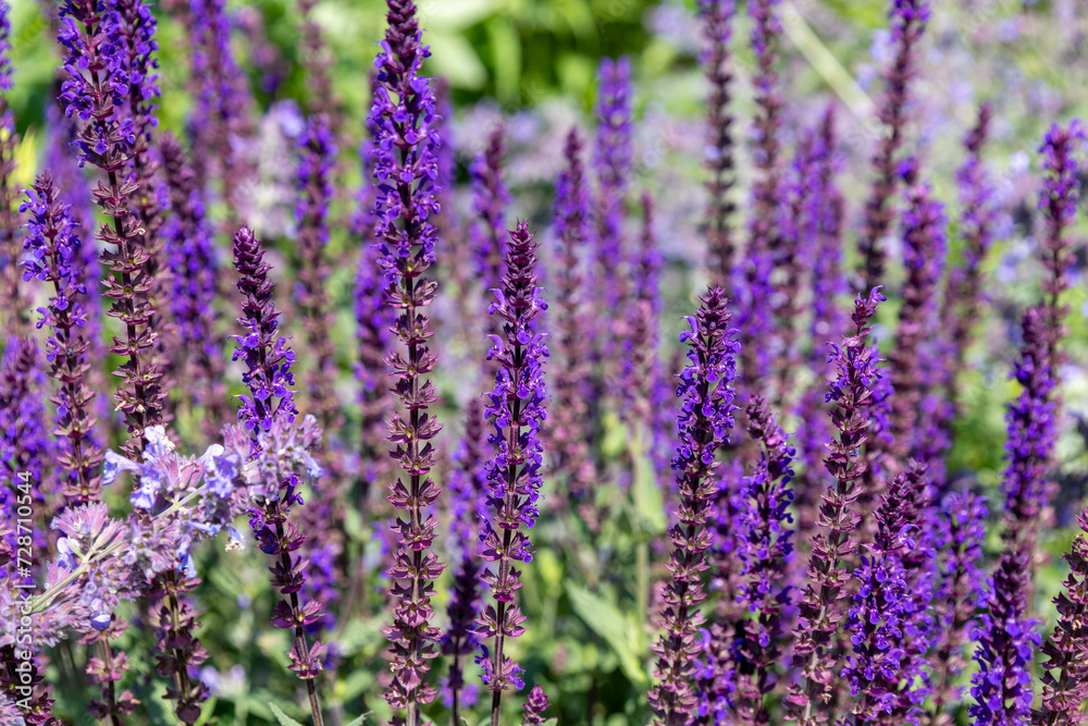 Obraz premium Purple salvia flowers blooming in the garden on summer.