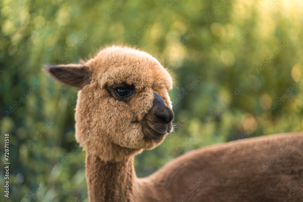 Cute brown baby alpaca front neck portrait, funny happy curios animal in green summer grass