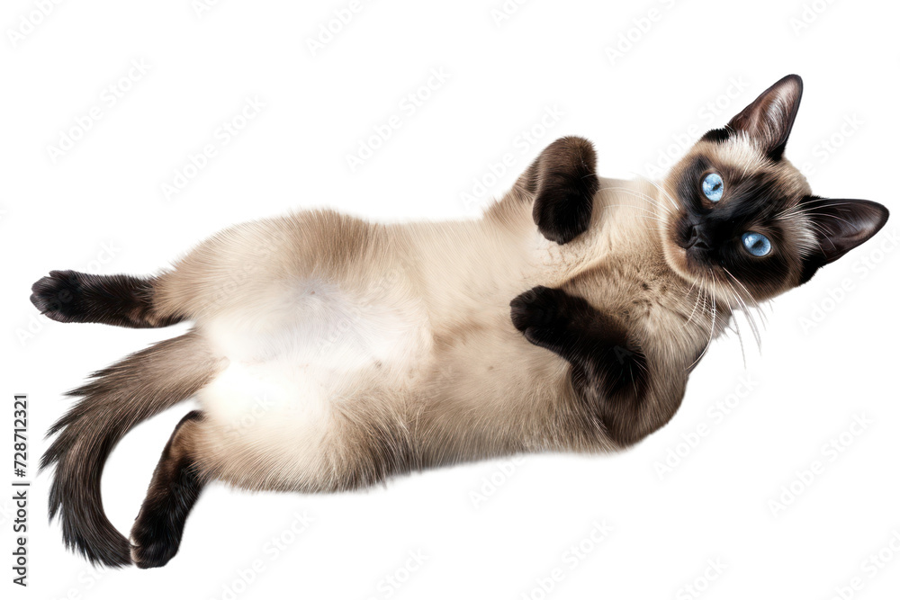 Lying Siamese cat isolated on white or transparent background, top view, png clipart, design element. Easy to place on any other background.