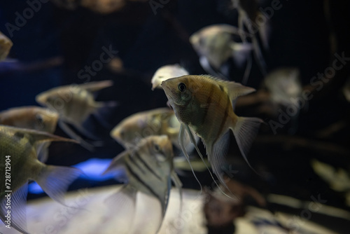 Leopold angelfish under the surface. photo