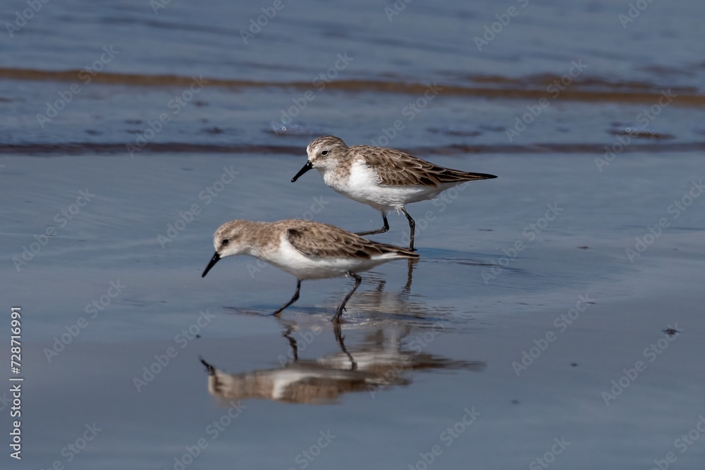 Little stint (Calidris minuta or Erolia minuta), a very small wader, observed at Akshi Beach in Alibag, Maharashtra, India Little stint (Calidris minuta or Erolia minuta), a very small wader, observed at Akshi Beach in Alibag, Maharashtra, India
