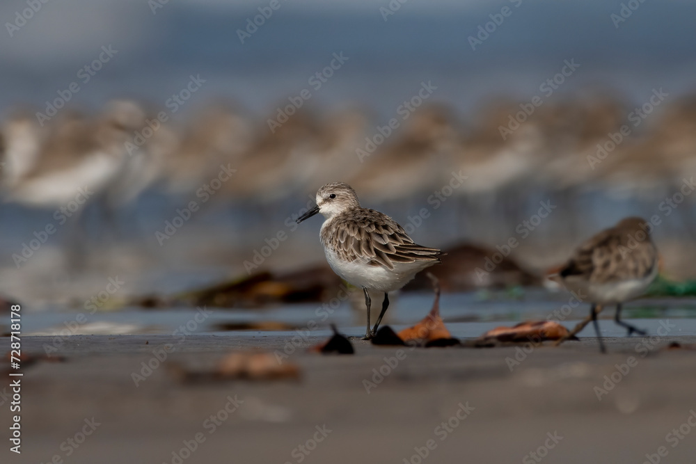 Little stint (Calidris minuta or Erolia minuta), a very small wader, observed at Akshi Beach in Alibag, Maharashtra, India Little stint (Calidris minuta or Erolia minuta), a very small wader, observed at Akshi Beach in Alibag, Maharashtra, India