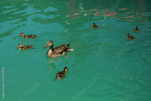 Obraz na płótnie Duck family with baby little duckies learning to swim in pond w salonie