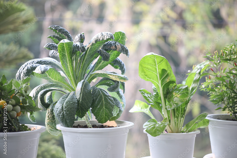 Growing Vegetables in white pots on the balcony Growing Vegetables in white pots on the balcony