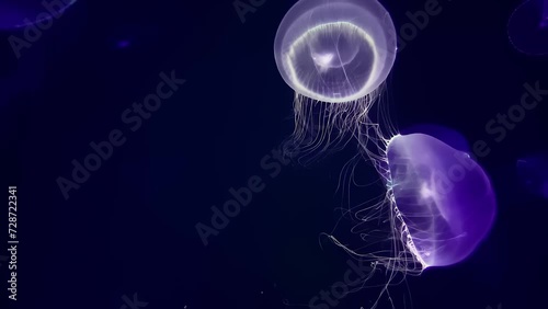 Owan kurage (crystal Jellyfish), 4K UHD photo