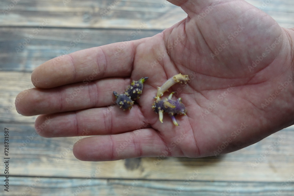 man holds potato shoots to sprout, potato grommets to germinate