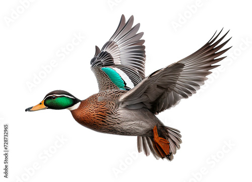 Duck mallard duck isolated on clear background