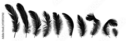 Black feathers group row realistic vector illustration set. Plumes of various shapes and sizes with soft texture. Fluffy quills 3d elements on white photo