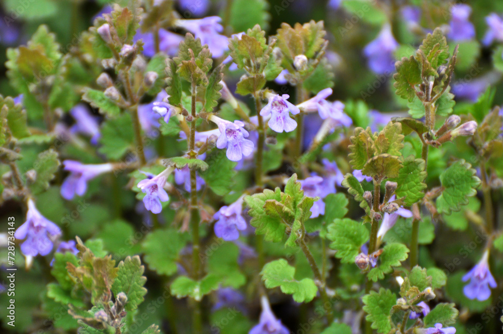 Glechoma hederacea blooms in nature in spring Glechoma hederacea blooms in nature in spring