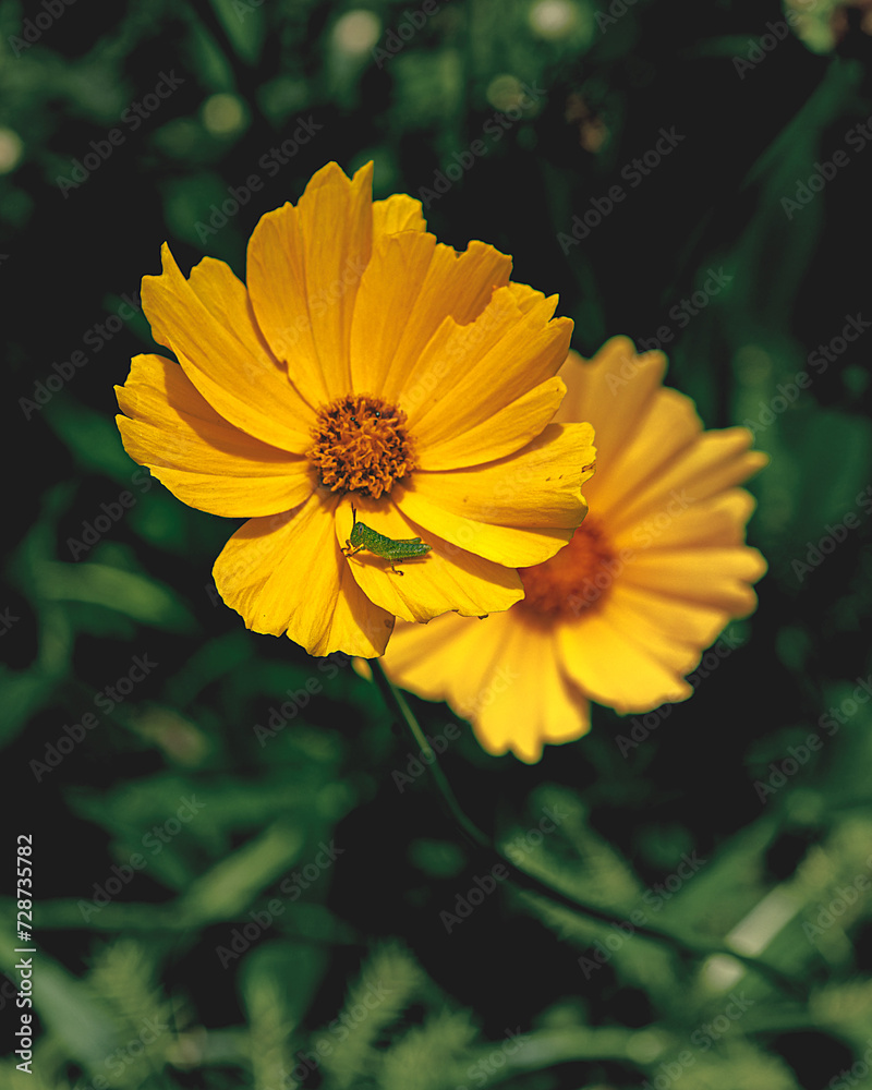 Obraz premium The cricket