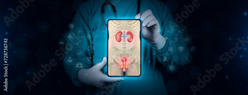 Color image of the kidneys, bladder, prostate and penis. The doctor analyzes the image of the male urinary system on his tablet. With digital technology background photo