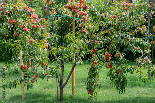 Obficie owocujące drzewko brzoskwiniowe w przydomowym ogrodzie