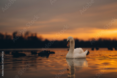 Fototapeta Naklejka Na Ścianę i Meble -  White graceful swan and flock of ducks swim in lakes water with reflection of orange sunset sky