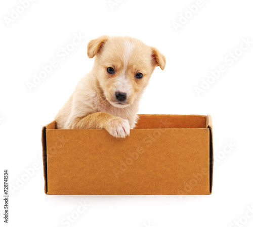 Puppy in the box. © voren1