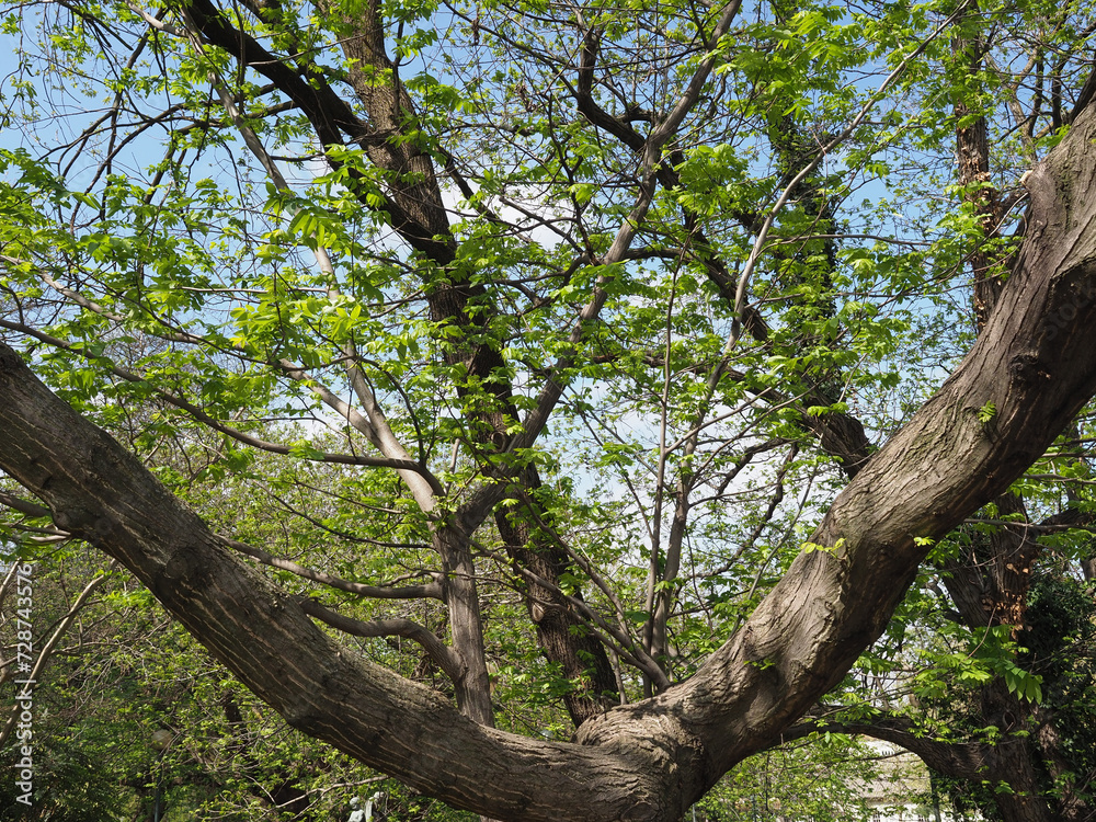 Fototapeta premium natural scene with trees background