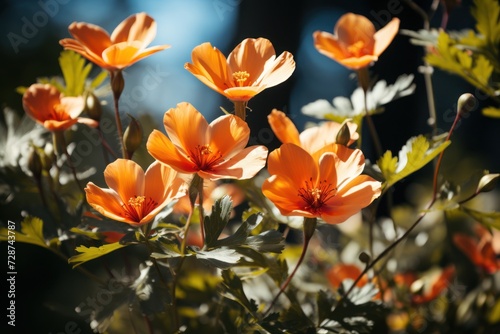 Translucent orange blossoms highlighted by sunlight against a dark background