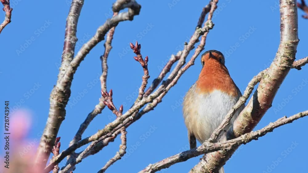European Robin (Erithacus rubecula) adult singing in closeup -with sound. January, Kent, UK. European Robin (Erithacus rubecula) adult singing in closeup -with sound. January, Kent, UK.