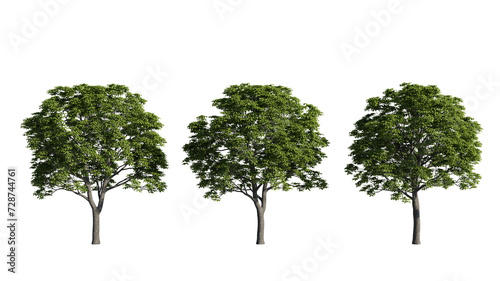 Set of deciduous trees on a transparent background  big tree cutouts for digital composition  illustration  architecture visualization