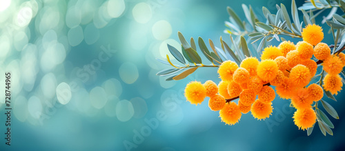 Vibrant Yellow Mimosa Blooms on Branch. Spring blossom