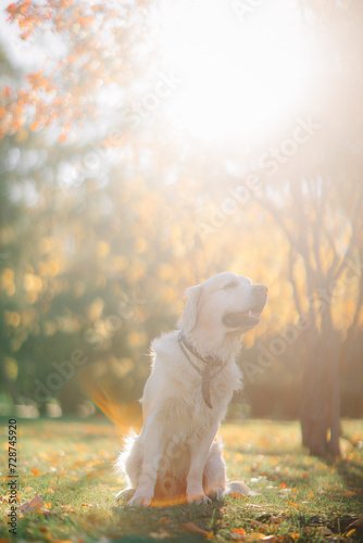 A golden retriever walks along a yellow alley in the park in autumn. Active recreation, playing with dogs. A family dog. Shelters and pet stores