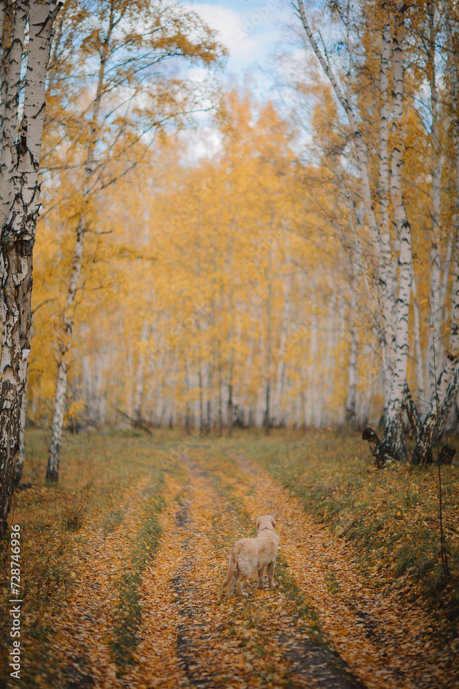 Fototapeta premium A golden retriever walks along a yellow alley in the park in autumn. Active recreation, playing with dogs. A family dog. Shelters and pet stores