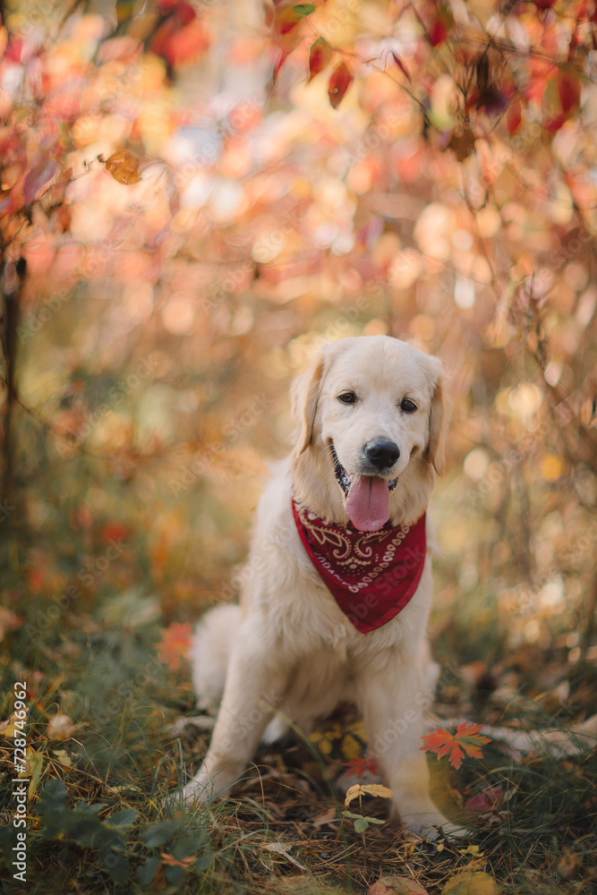 A golden retriever walks along a yellow alley in the park in autumn. Active recreation, playing with dogs. A family dog. Shelters and pet stores A golden retriever walks along a yellow alley in the park in autumn. Active recreation, playing with dogs. A family dog. Shelters and pet stores
