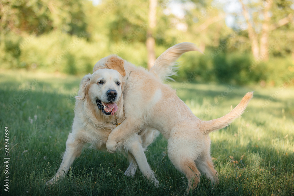 A funny golden retriever puppy is playing cute on the green grass in the park in summer. Active recreation, playing with dogs. A family dog. Shelters and pet stores
