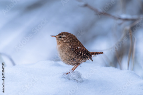 Eurasian Wren (Troglodytes troglodytes) in winter snow