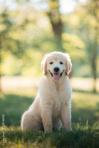 A funny golden retriever puppy is playing cute on the green grass in the park in summer. Active recreation, playing with dogs. A family dog. Shelters and pet stores