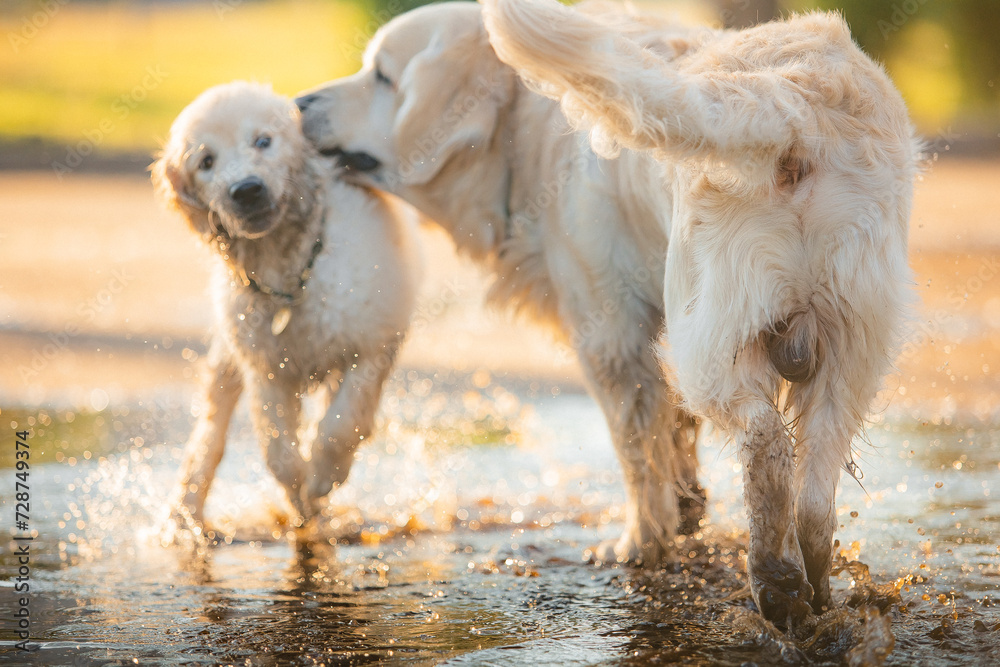 A funny golden retriever puppy is having fun swimming in a dirty puddle on a hot summer day in the park. Active recreation, playing with dogs. A family dog. Shelters and pet stores
