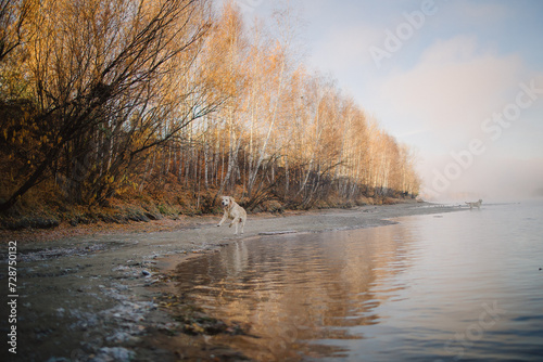 A golden retriever walks along the riverbank at dawn and swims in late autumn. Active recreation, playing with dogs. A family dog. Shelters and pet stores
