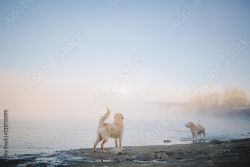 Fototapeta Naklejka Na Ścianę i Meble -  A golden retriever walks along the riverbank at dawn and swims in late autumn. Active recreation, playing with dogs. A family dog. Shelters and pet stores