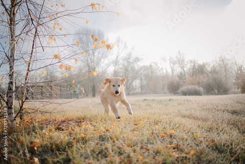 A golden retriever walks at dawn in a field in late autumn. Active recreation, playing with dogs. A family dog. Shelters and pet stores