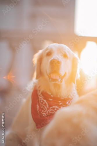 Two golden retrievers in a bandana walk around the city at sunset in summer. Active recreation, playing with dogs. A family dog. Shelters and pet stores