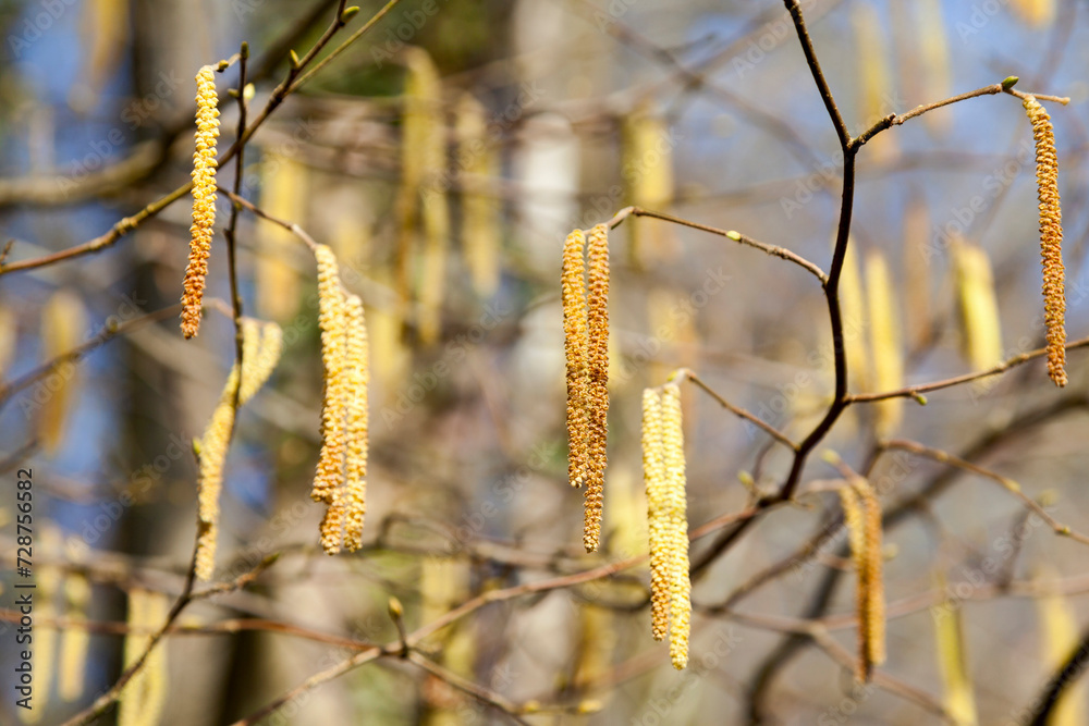 Naklejka premium Male catkins on common hazel