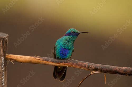 Sparkling violetear, scientific name Colibri coruscans, standing on a branch, looking to one side, in an open feeder environment in the Andes outside Quito, Ecuador. photo