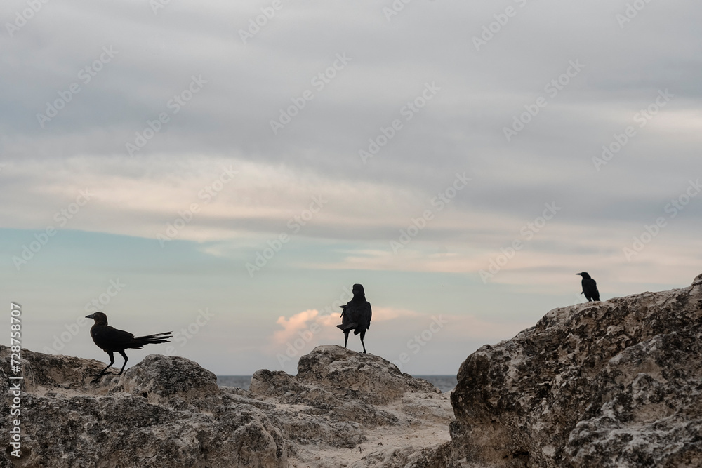 Three black birds standing on the rock at the coast on the caribbean sea