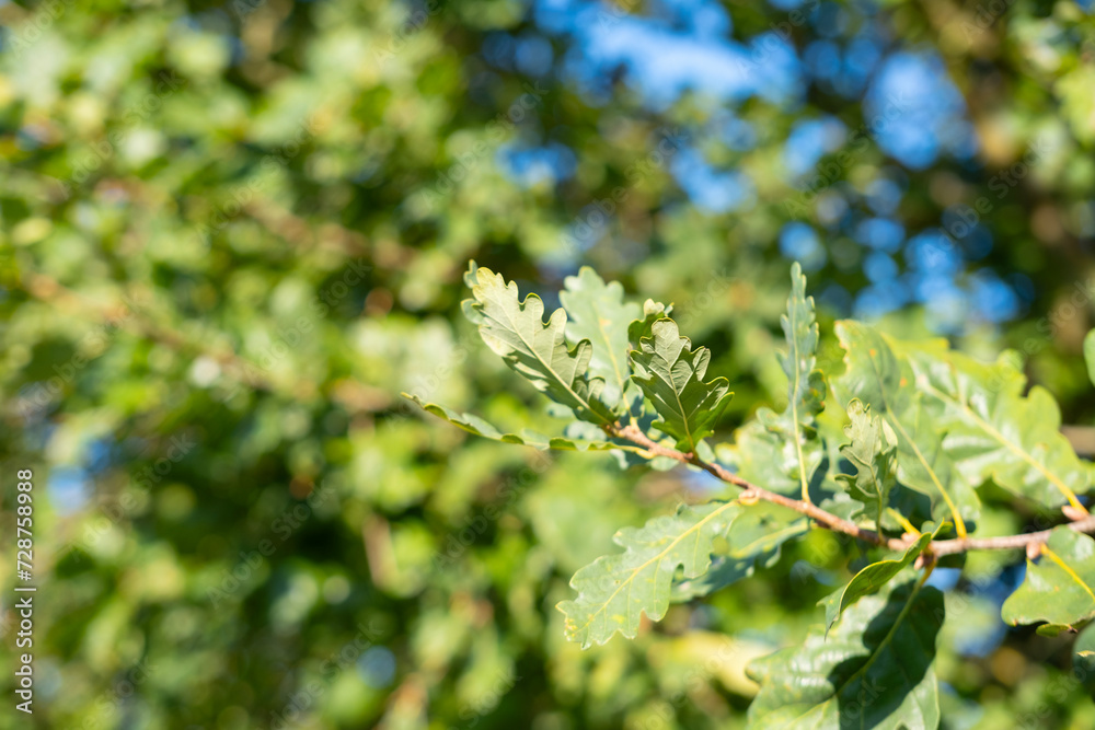 young green leaves of marsh oak against blue sky, in spring garden, summer park stretched out from strong wind, tree branches in background young green leaves of marsh oak against blue sky, in spring garden, summer park stretched out from strong wind, tree branches in background