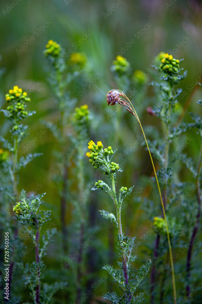 field grass in its indescribable natural beauty.... field grass in its indescribable natural beauty....