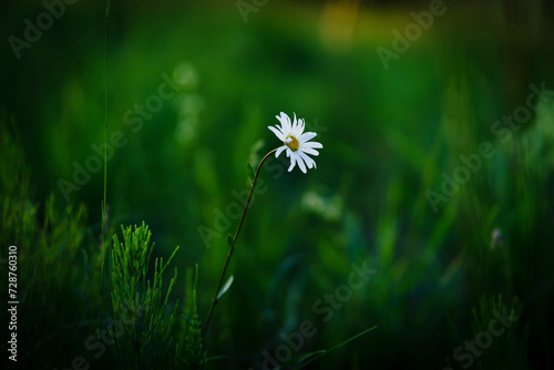 Beautiful wildflowers in an amazing green meadow...